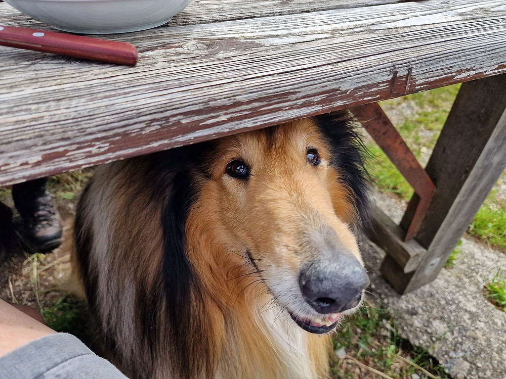 Slika je vidna v Google Chromu.