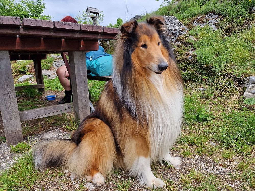 Slika je vidna v Google Chromu.