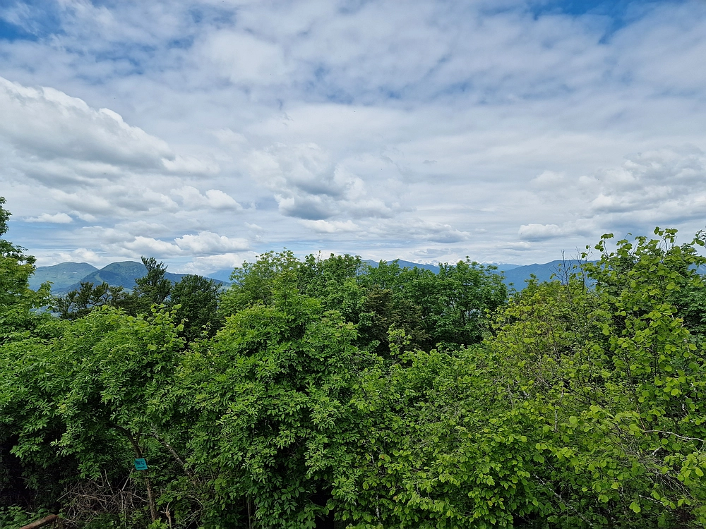 Slika je vidna v Google Chromu.