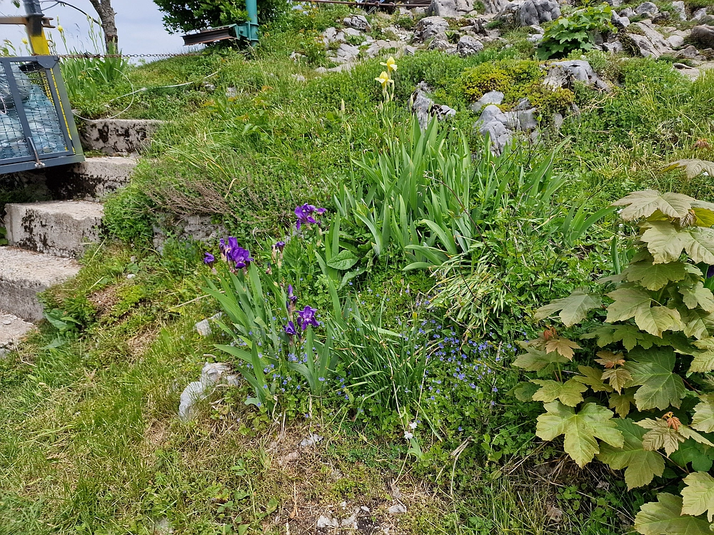 Slika je vidna v Google Chromu.