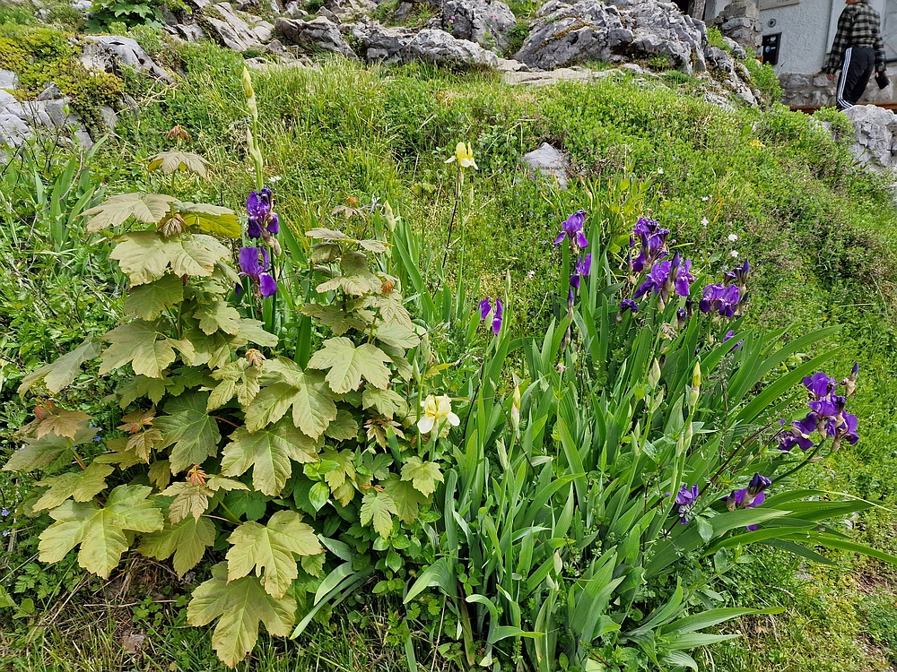 Slika je vidna v Google Chromu.