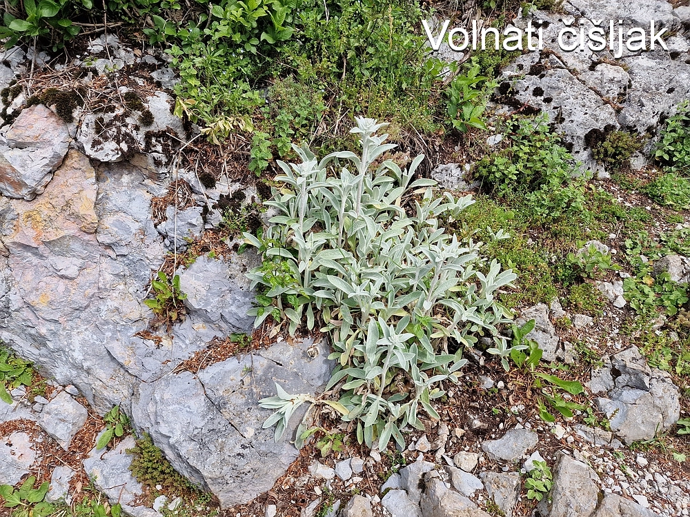 Slika je vidna v Google Chromu.