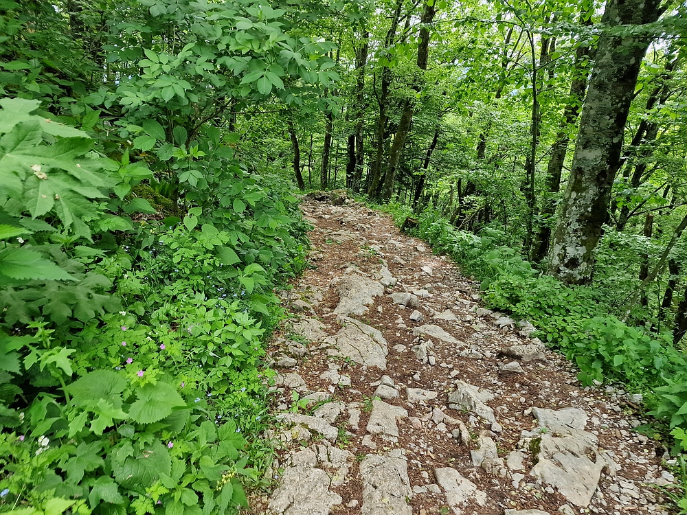 Slika je vidna v Google Chromu.