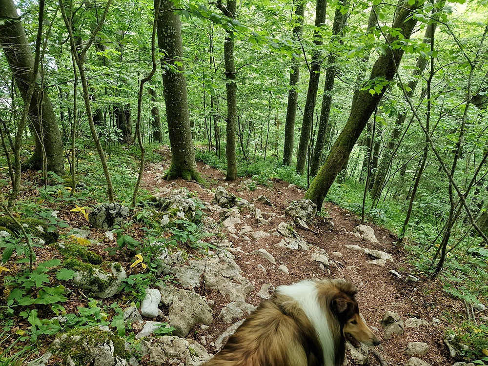 Slika je vidna v Google Chromu.