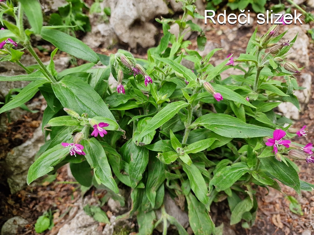 Slika je vidna v Google Chromu.