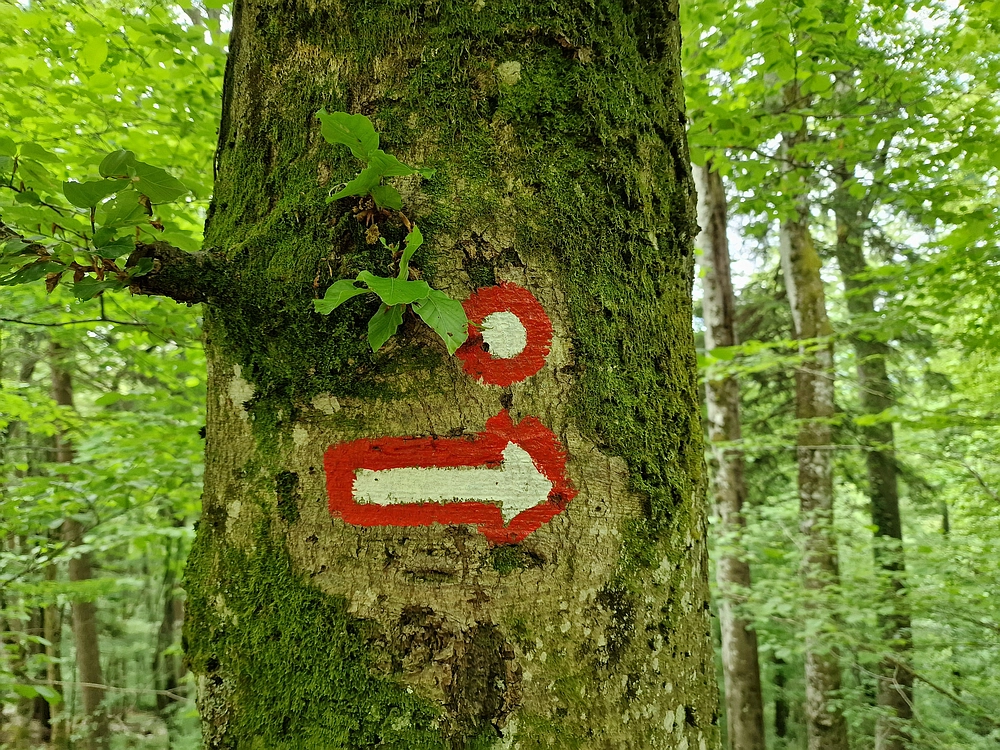 Slika je vidna v Google Chromu.