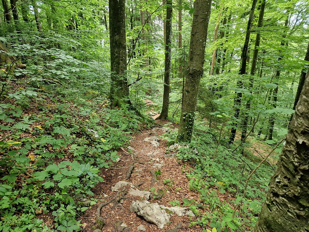 Slika je vidna v Google Chromu.