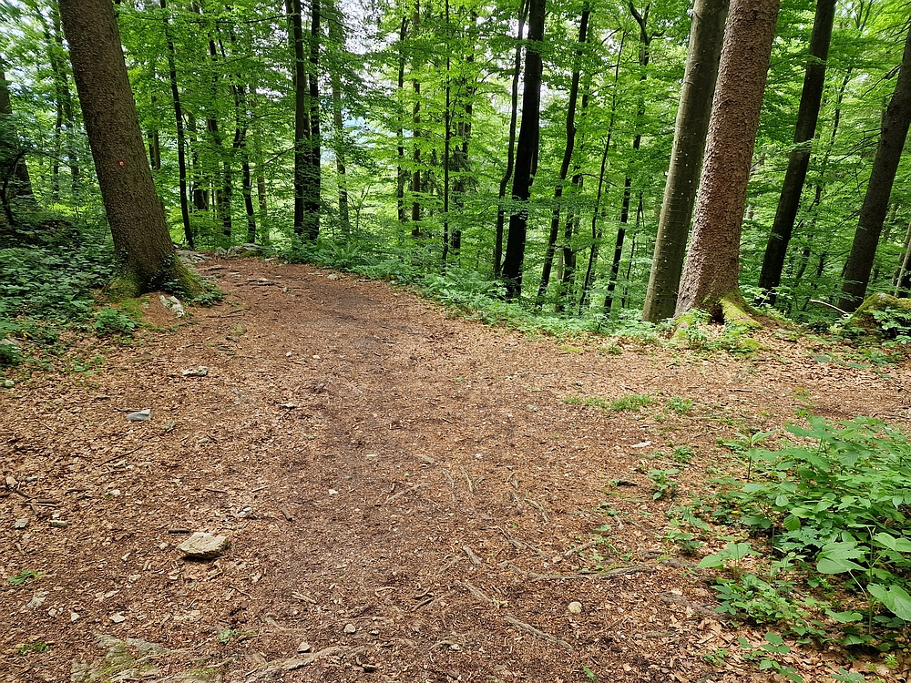 Slika je vidna v Google Chromu.