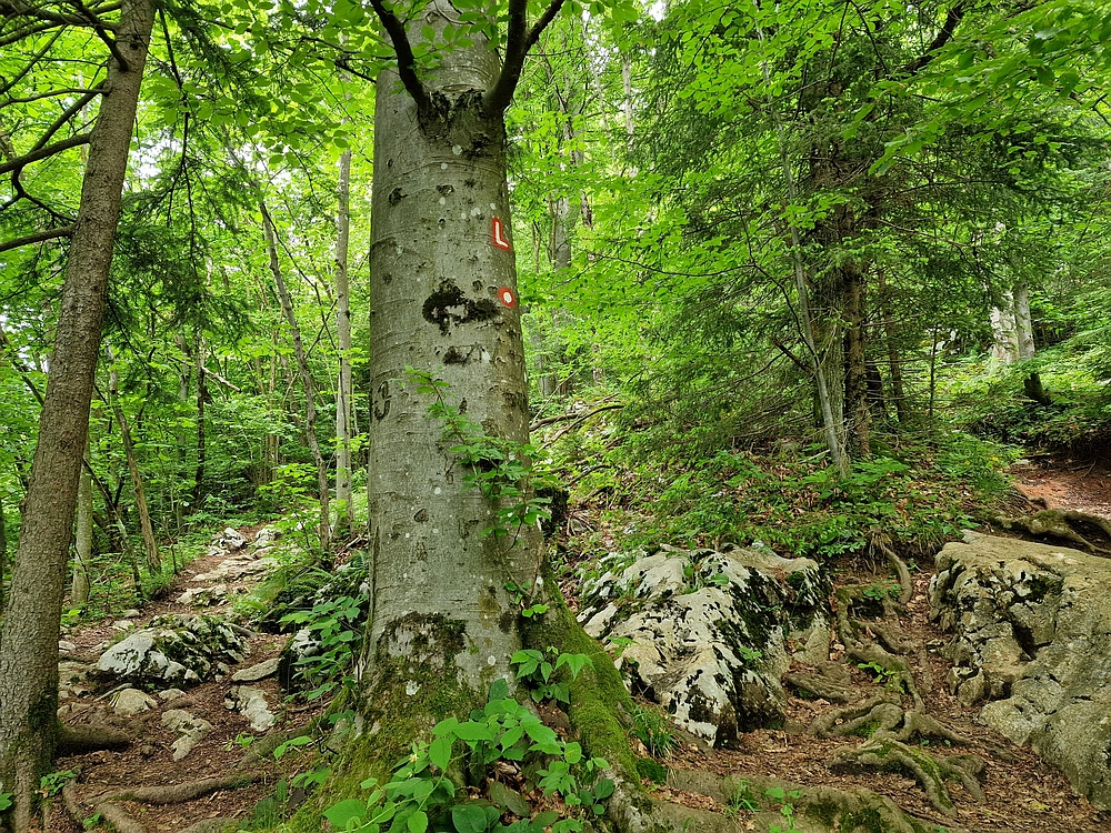 Slika je vidna v Google Chromu.