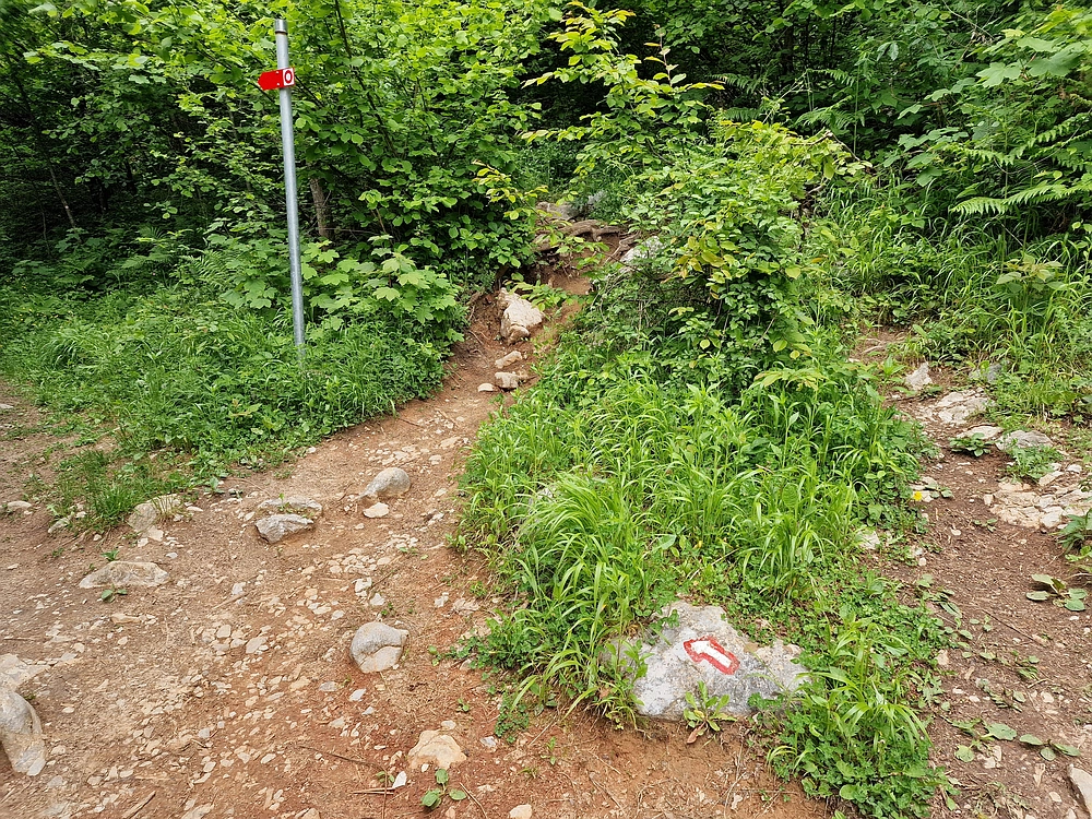 Slika je vidna v Google Chromu.