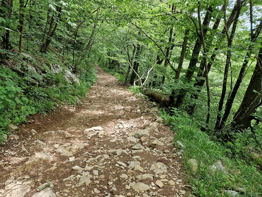 Slika je vidna v Google Chromu.