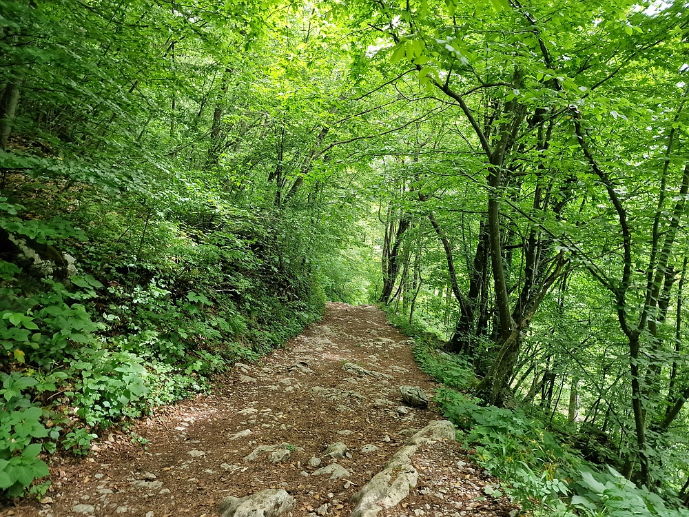 Slika je vidna v Google Chromu.