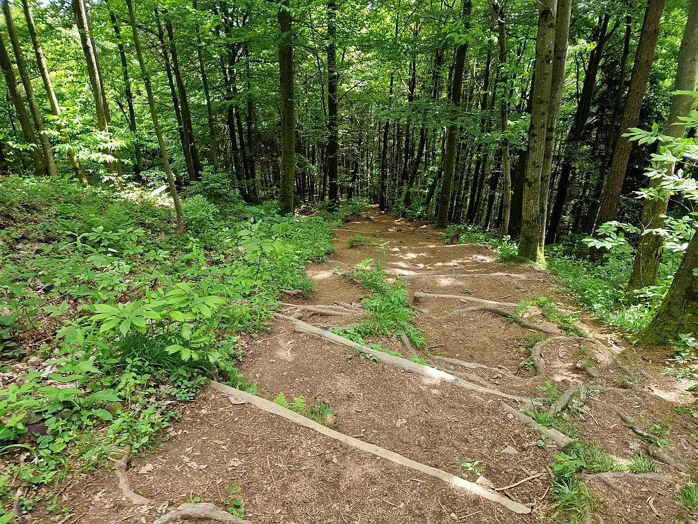 Slika je vidna v Google Chromu.