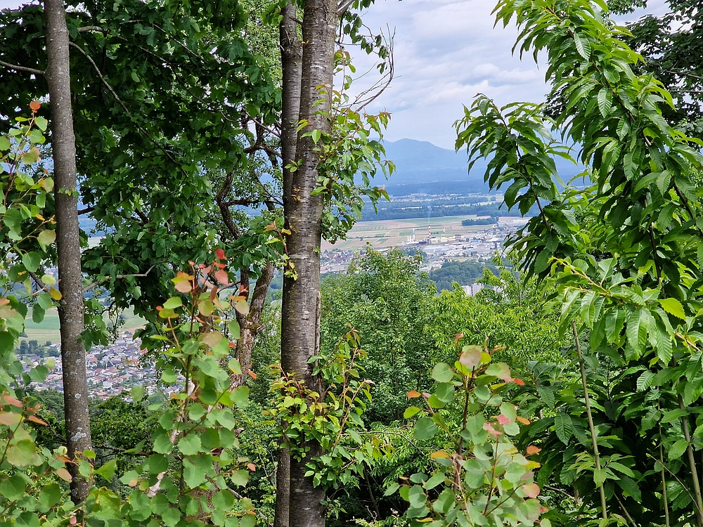 Slika je vidna v Google Chromu.
