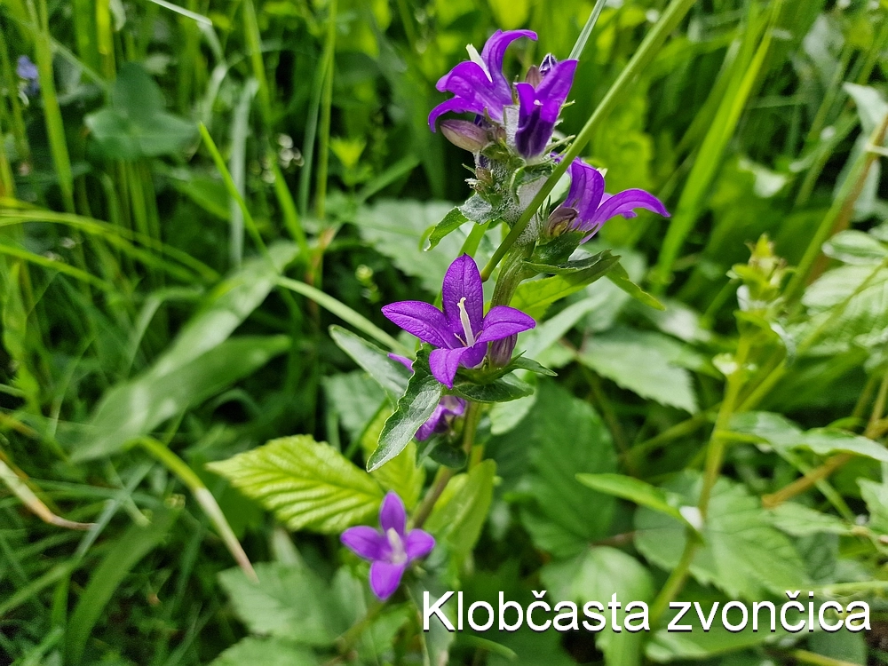 Slika je vidna v Google Chromu.