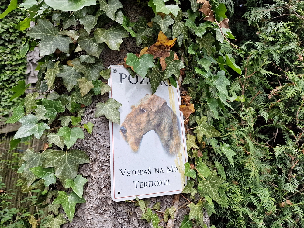 Slika je vidna v Google Chromu.