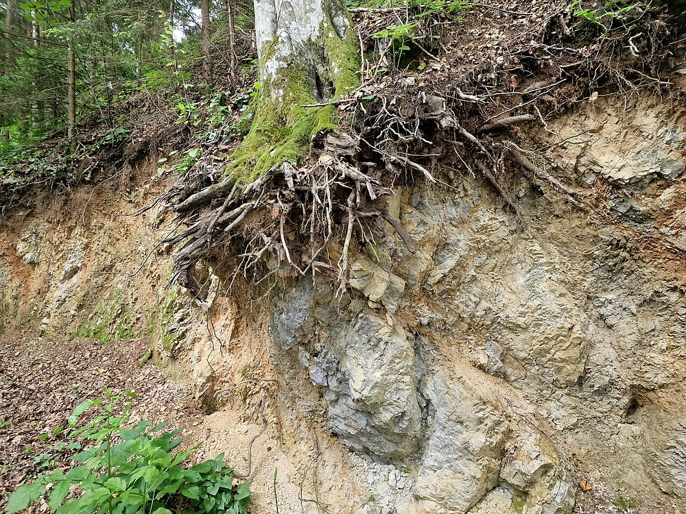 Slika je vidna v Google Chromu.