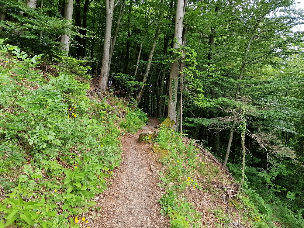 Slika je vidna v Google Chromu.