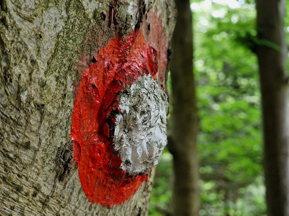 Slika je vidna v Google Chromu.