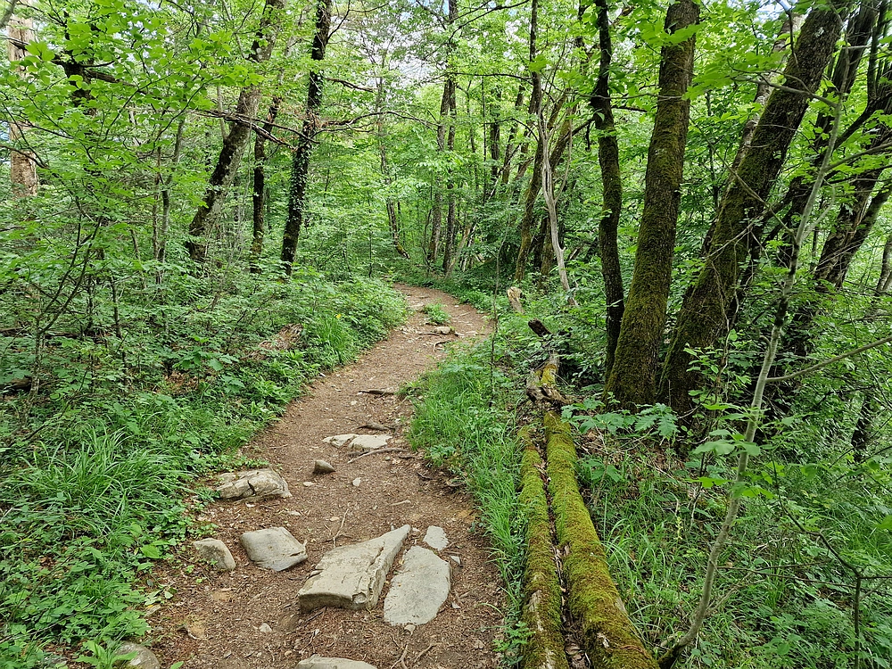 Slika je vidna v Google Chromu.
