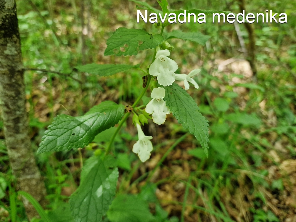 Slika je vidna v Google Chromu.