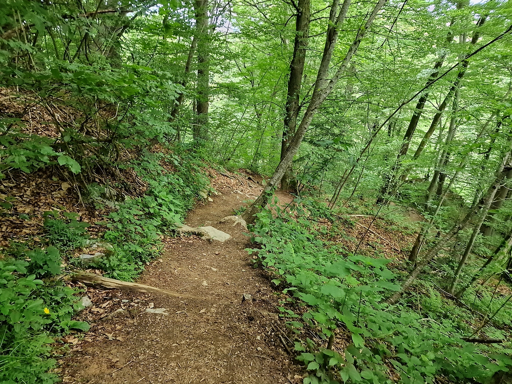 Slika je vidna v Google Chromu.