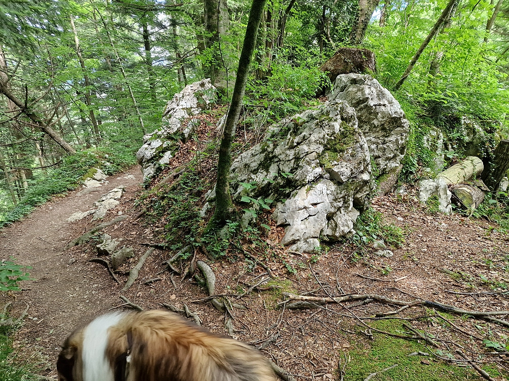 Slika je vidna v Google Chromu.