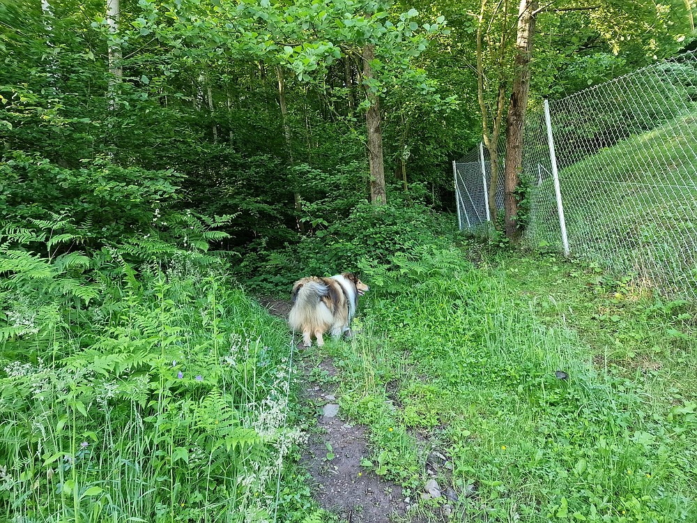 Slika je vidna v Google Chromu.