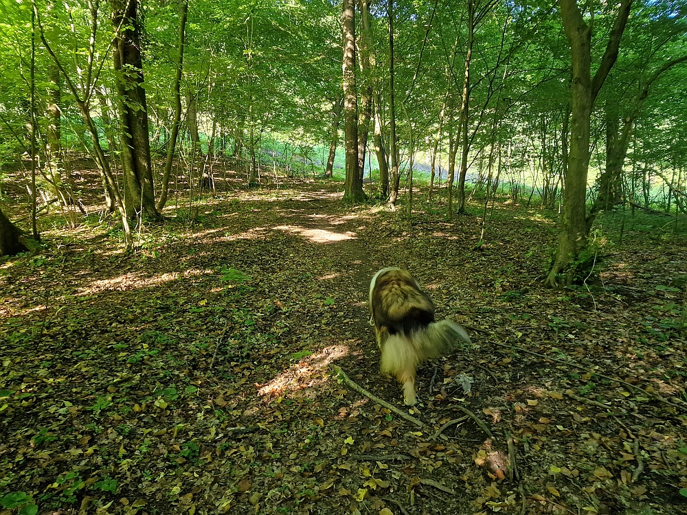 Slika je vidna v Google Chromu.