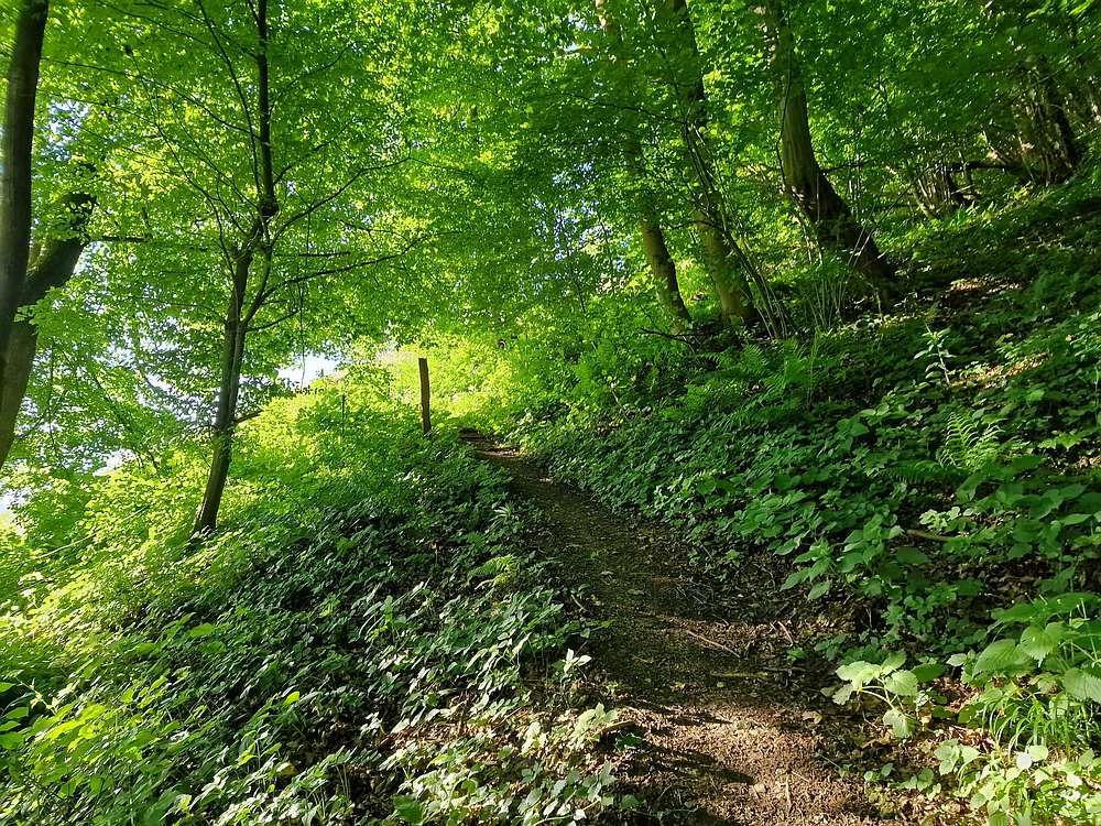 Slika je vidna v Google Chromu.