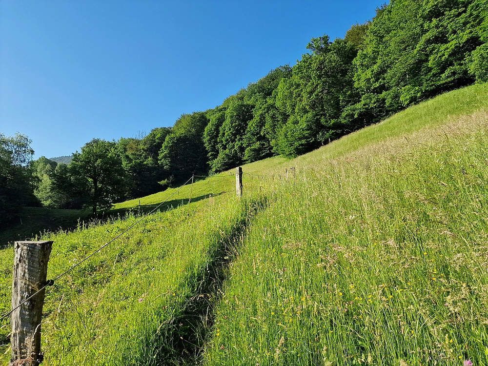 Slika je vidna v Google Chromu.