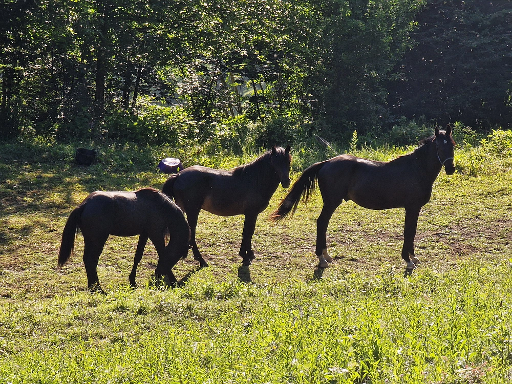 Slika je vidna v Google Chromu.