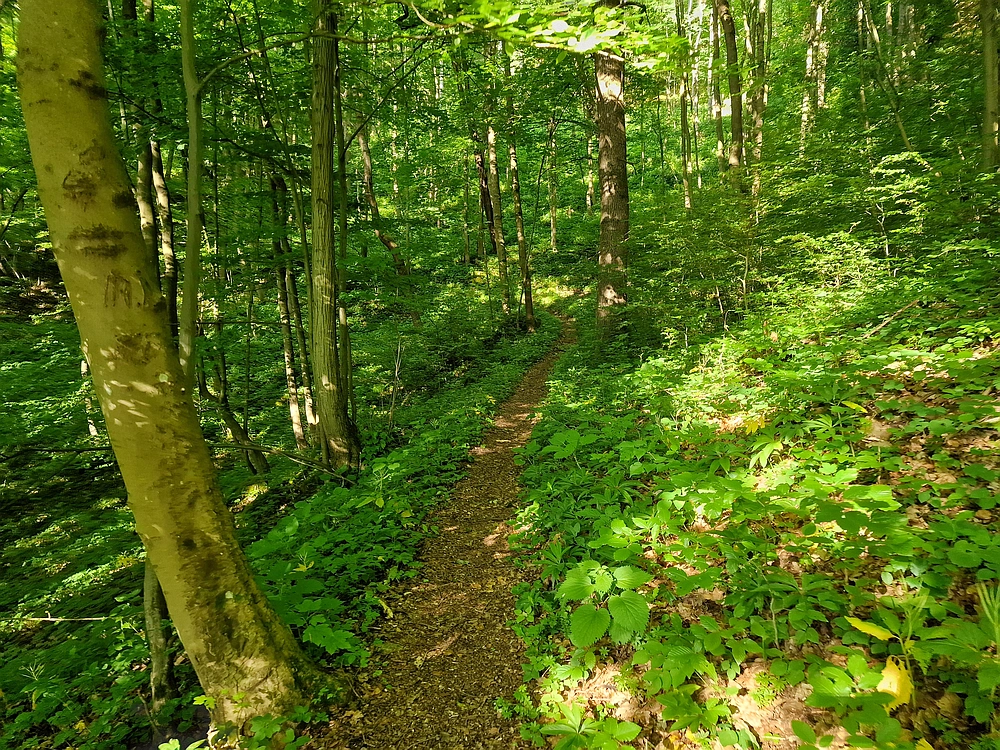 Slika je vidna v Google Chromu.