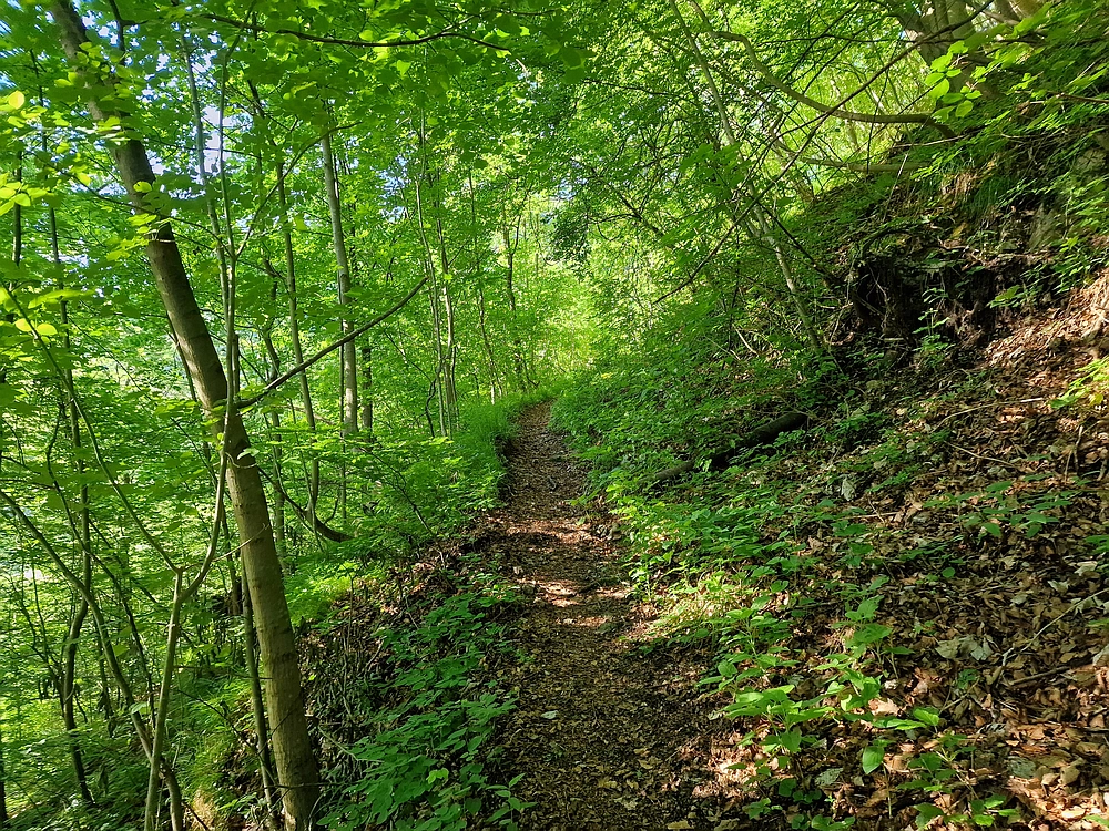 Slika je vidna v Google Chromu.