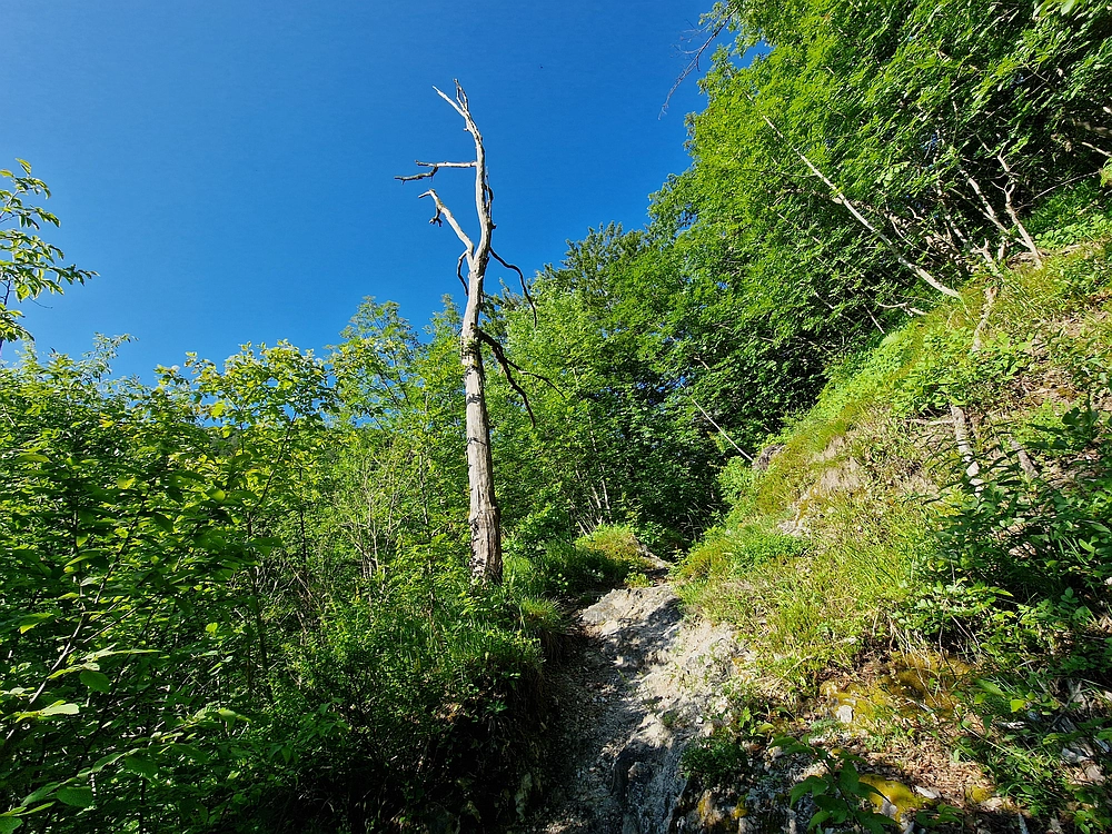 Slika je vidna v Google Chromu.