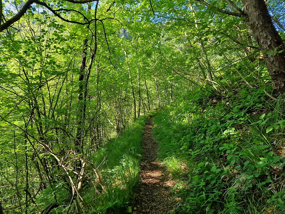 Slika je vidna v Google Chromu.