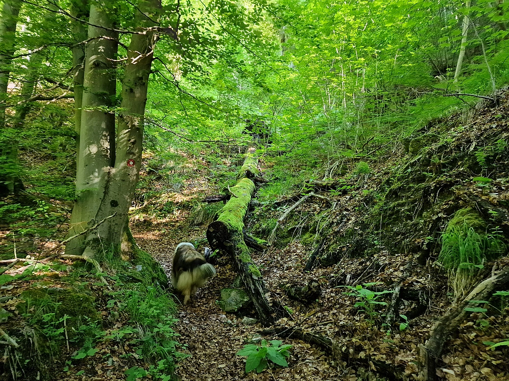 Slika je vidna v Google Chromu.