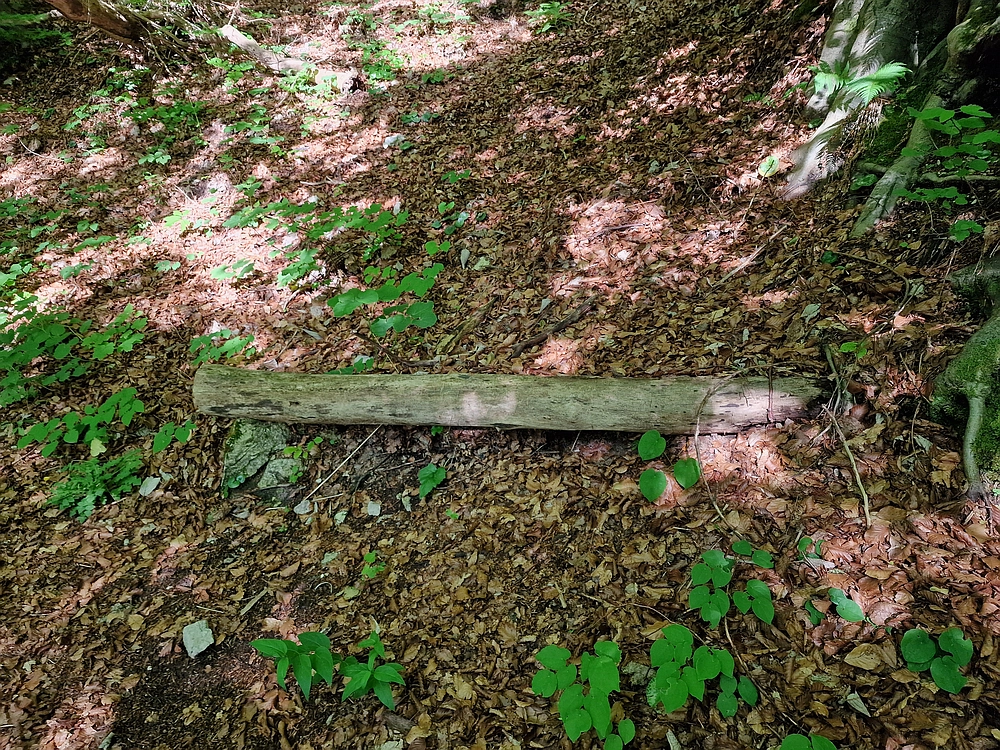 Slika je vidna v Google Chromu.