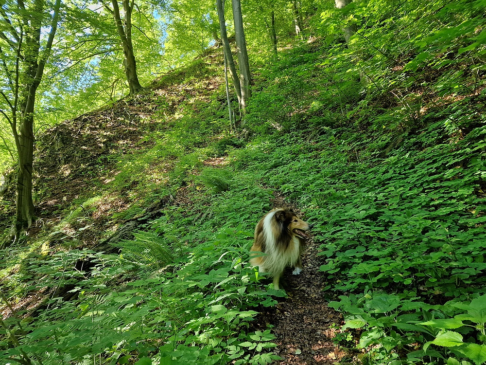 Slika je vidna v Google Chromu.