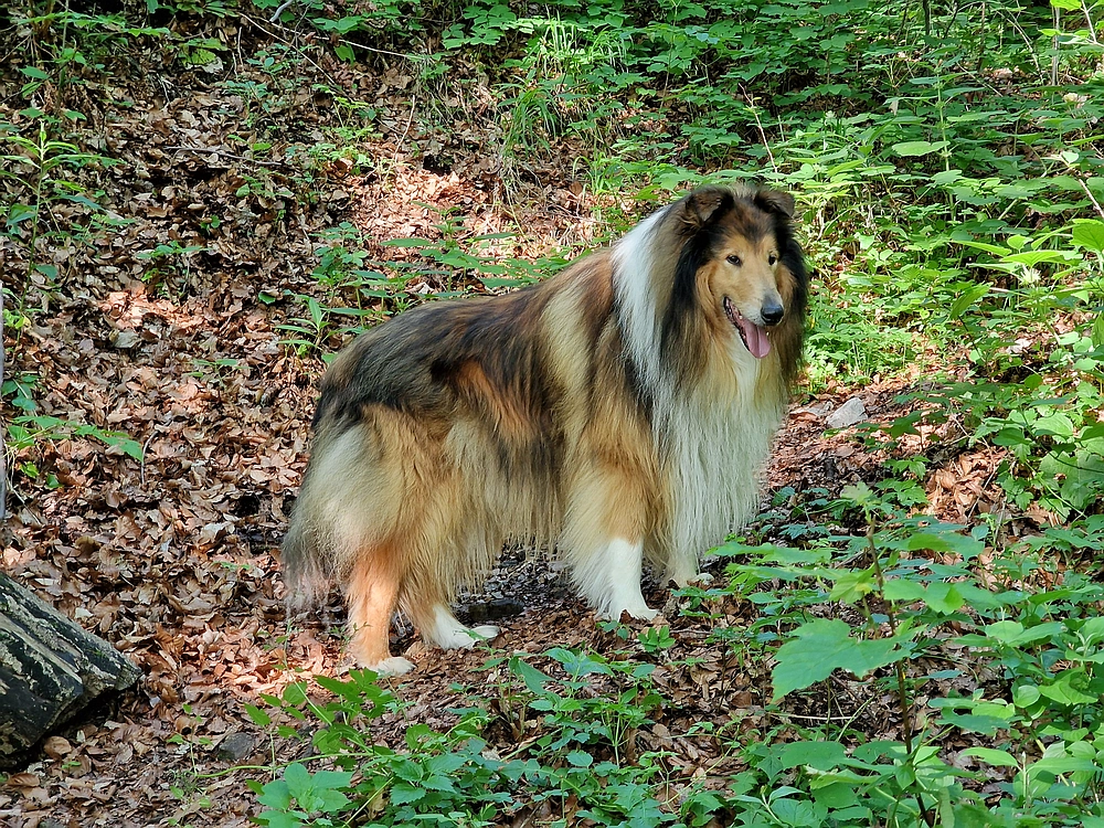 Slika je vidna v Google Chromu.