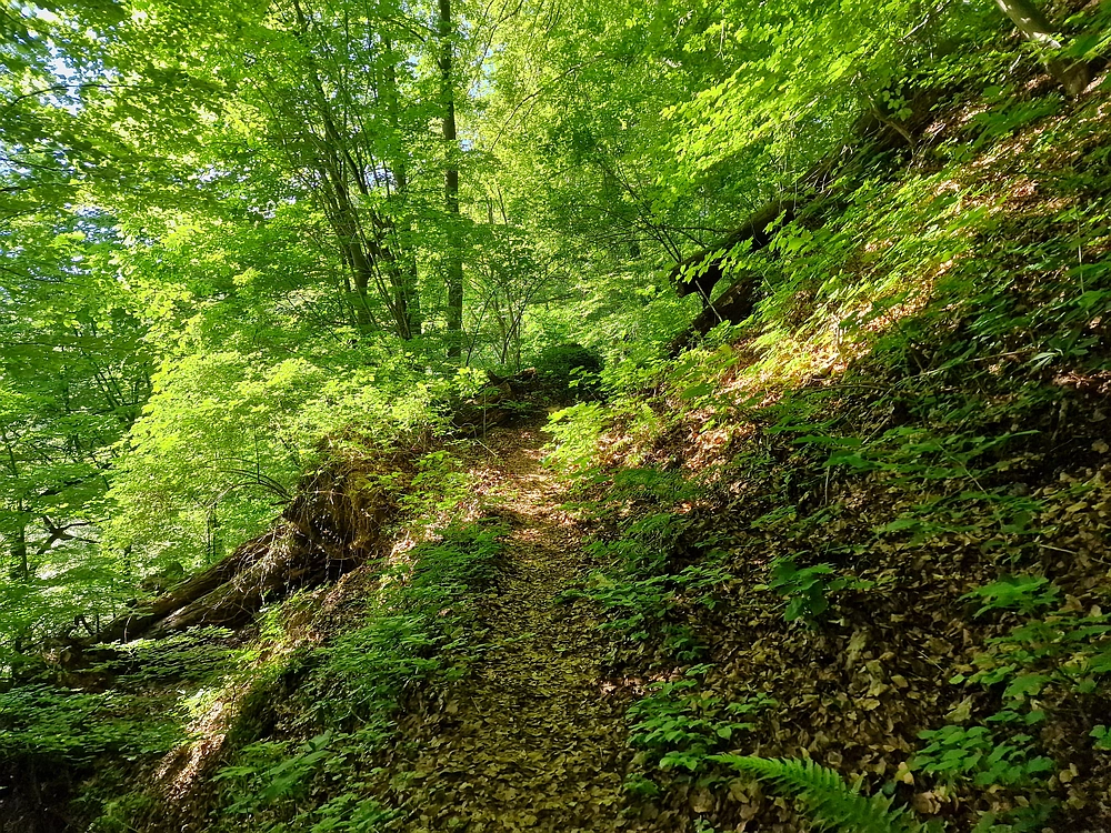 Slika je vidna v Google Chromu.