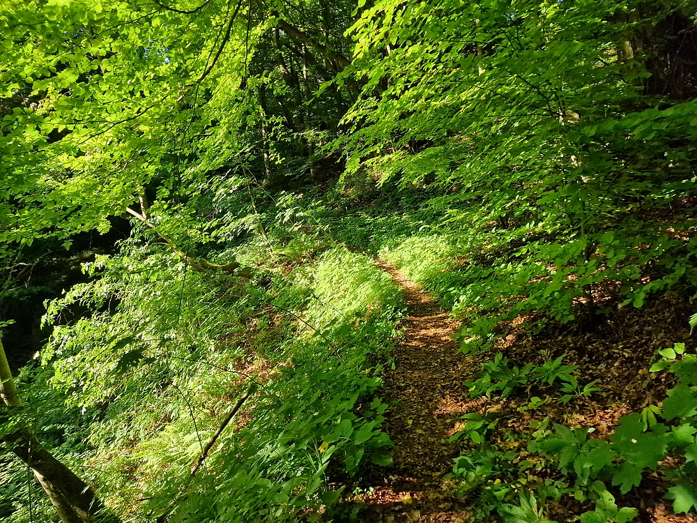 Slika je vidna v Google Chromu.