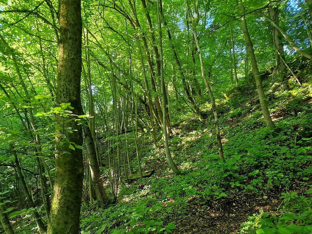 Slika je vidna v Google Chromu.