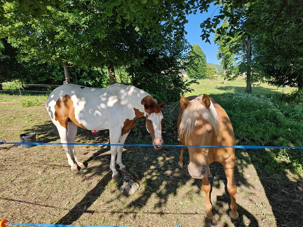 Slika je vidna v Google Chromu.