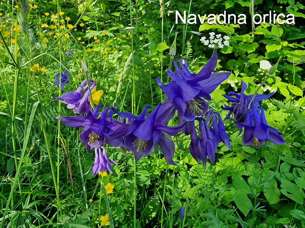 Slika je vidna v Google Chromu.