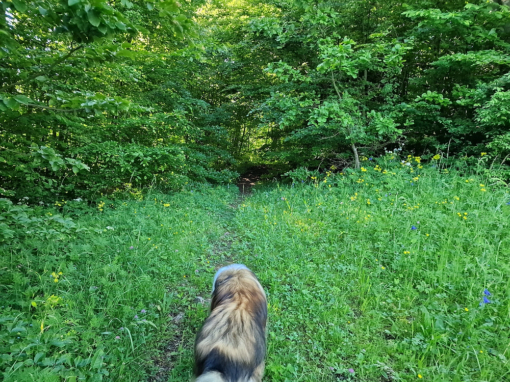 Slika je vidna v Google Chromu.