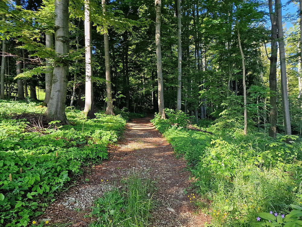 Slika je vidna v Google Chromu.