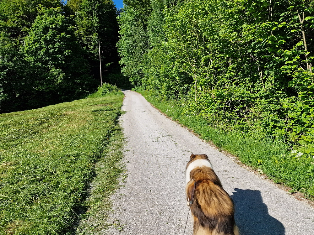 Slika je vidna v Google Chromu.