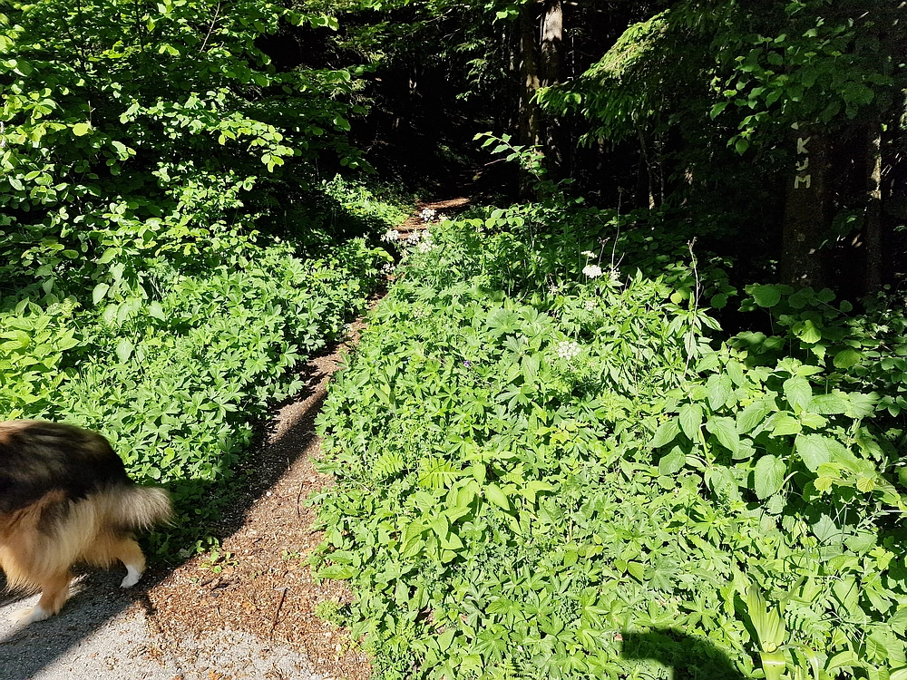 Slika je vidna v Google Chromu.