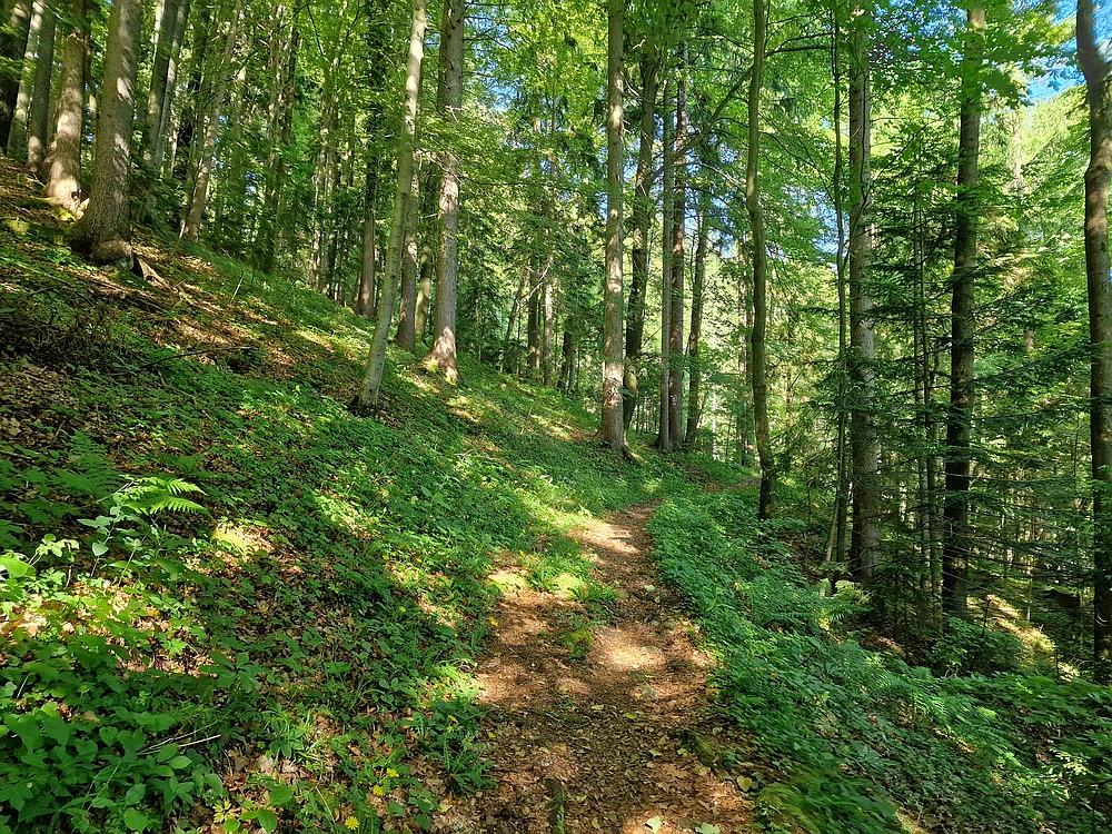 Slika je vidna v Google Chromu.